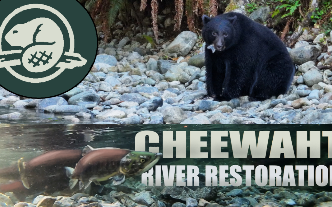 Restoration of salmon habitat in Cheewaht watershed